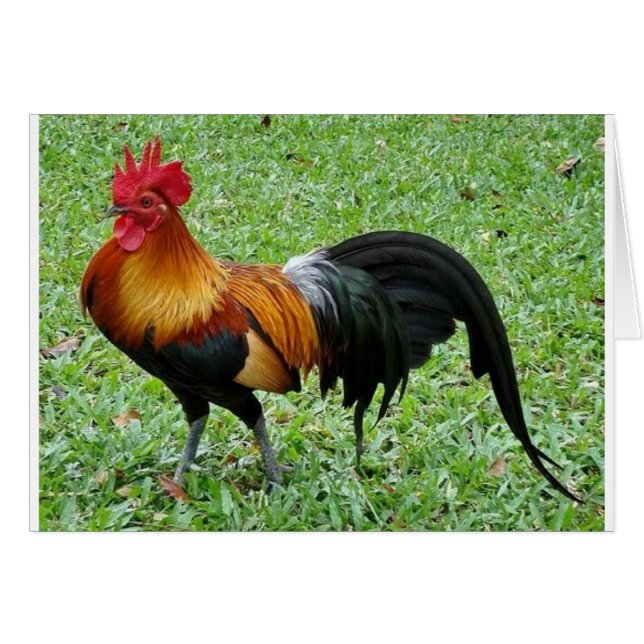 Magnifique Rooster (Devant horizontal)