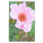 Magnifique Rose Art Calendrier カ レ ン ダ de (Feb 2026)