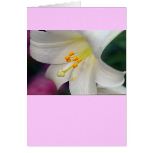 Magnifique Tandis Que Lily (Devant)