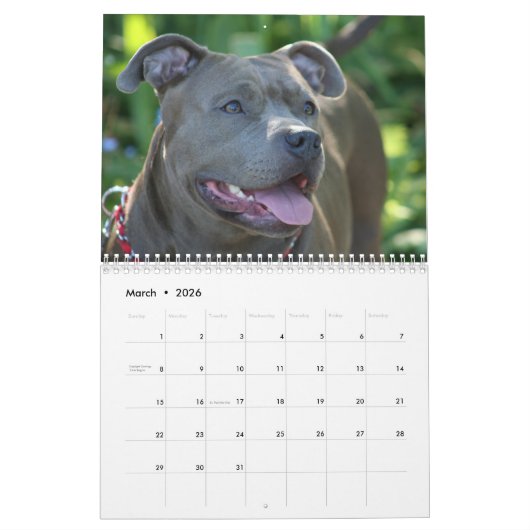 Magnifiques Pitbulls 2020 Calendrier des Chiens (Mar 2026)