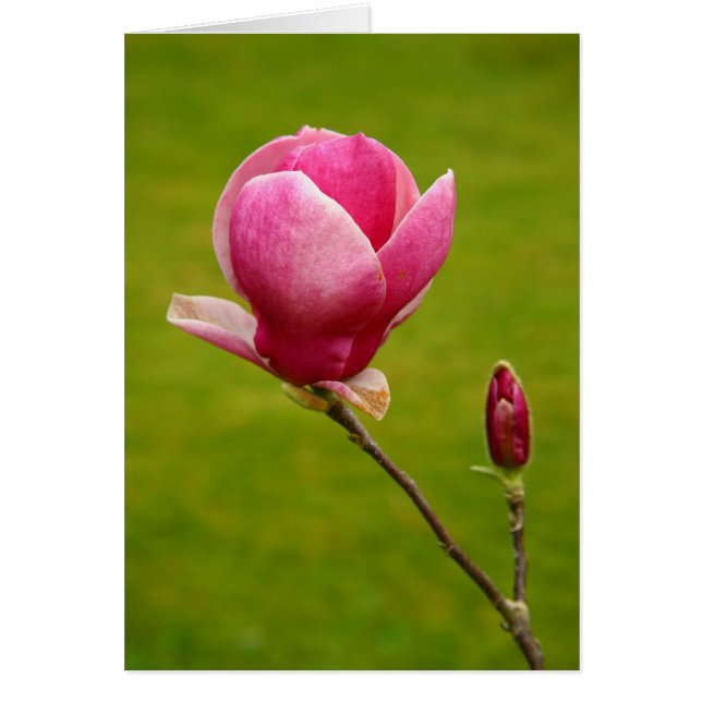 Magnolia (Devant)