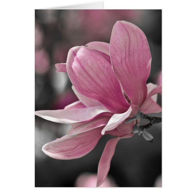 Magnolia (Devant)