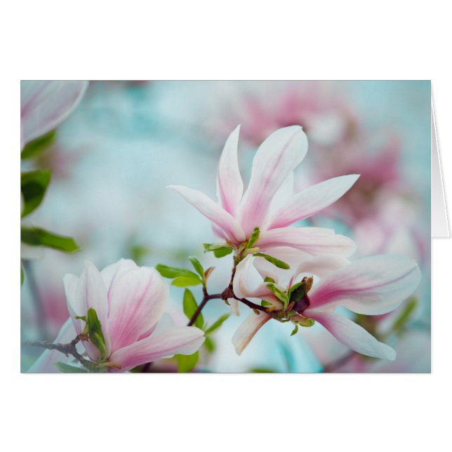 Magnolia (Devant horizontal)