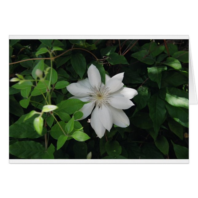 Magnolia (Devant horizontal)
