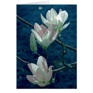 Magnolia