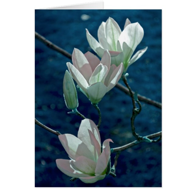 Magnolia (Devant)