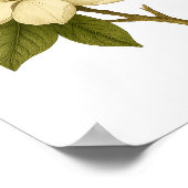 Magnolia — Adel Poster (Hoek)