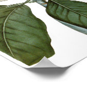  Magnolia Art print #6 Botanische Wall Art (Hoek)