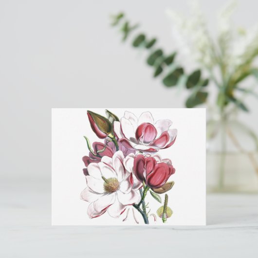 Magnolia Asian Flower Old Illustration Briefkaart (Staand voorkant)