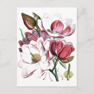 Magnolia Asian Flower Old Illustration Briefkaart