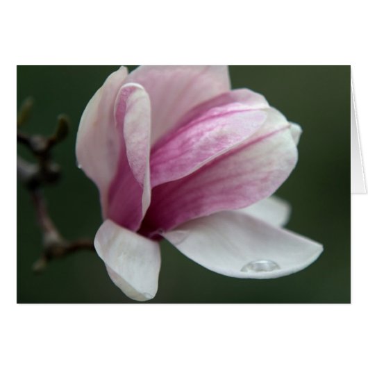 Magnolia Avec Chute De pluie (Devant horizontal)