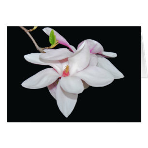 Magnolia blanc
