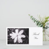 Magnolia blanche - Merci (Debout devant)