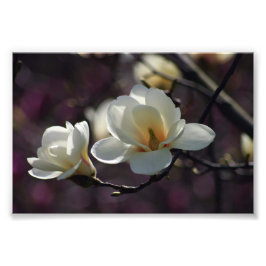 Magnolia Bloem/Witte Bloemen Foto Afdruk