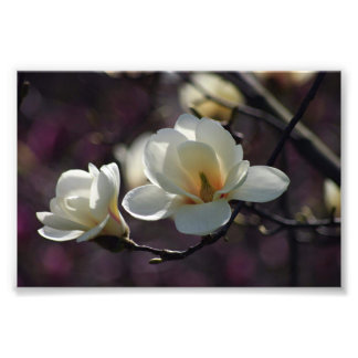 Magnolia Bloem/Witte Bloemen Foto Afdruk