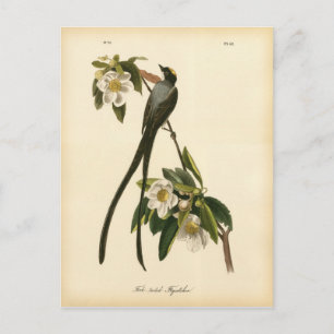  Magnolia Bloemen Vogelvanger Briefkaart