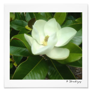 Magnolia Bloom Foto afdrukken Afdruk