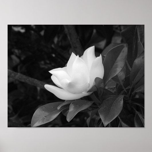 Magnolia Bloom Poster (Voorkant)
