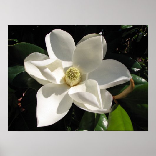 Magnolia Bloom Poster (Voorkant)