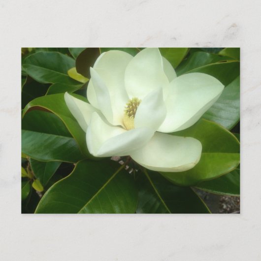 Magnolia Bloom Savannah Georgia Briefkaart (Voorkant)