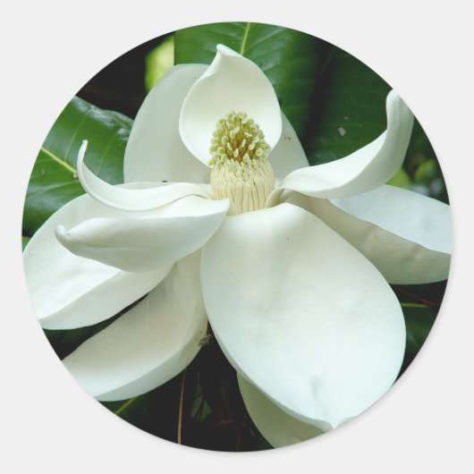 Magnolia Bloom Sticker (Voorkant)