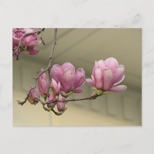 Magnolia Blooms Briefkaart (Voorkant)