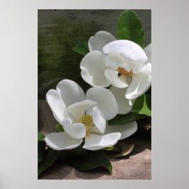 Magnolia Blooms Poster -24x36 -andere maten ook