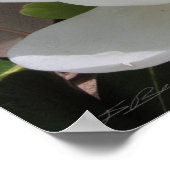 Magnolia Blooms Print -20x24 - andere formaten ook (Hoek)