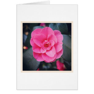 Magnolia blossom