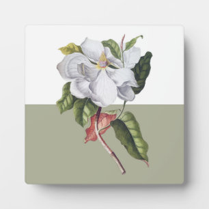 Magnolia Blossom Colorblock Fotoplaat