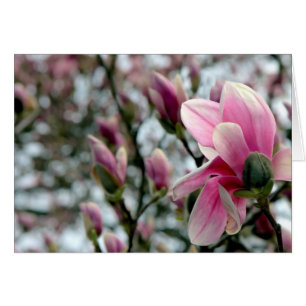 Magnolia Blossom en Buds