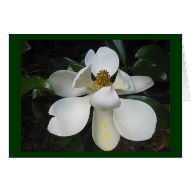 Magnolia Blossom.jpg (Devant horizontal)