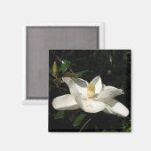 Magnolia Blossom Magnet (Recto/Verso)