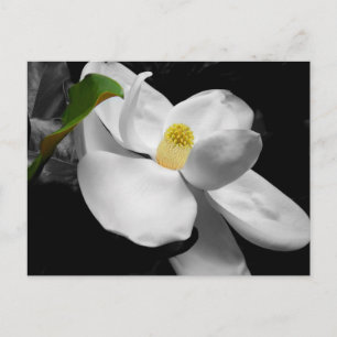 Magnolia Blossom Marketing Briefkaart