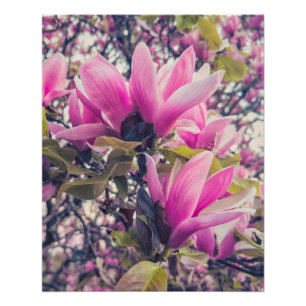 Magnolia Blossom Perfect Poster