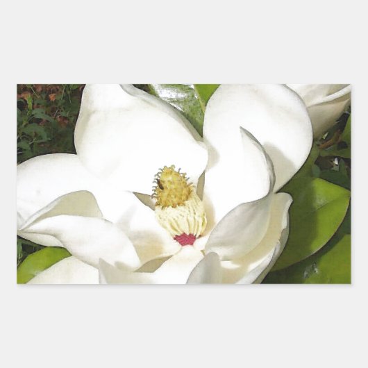 Magnolia Blossom Rechthoekige Sticker (Voorkant)