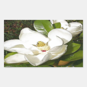 Magnolia Blossom Rechthoekige Sticker