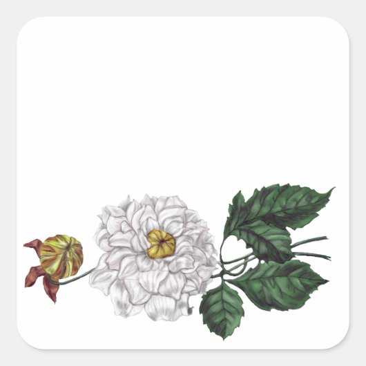 Magnolia Blossom Vierkante Sticker (Voorkant)