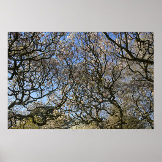 Magnolia bomen, takken en bloesem 02 poster
