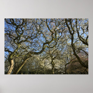Magnolia bomen, takken en bloesem 03 poster