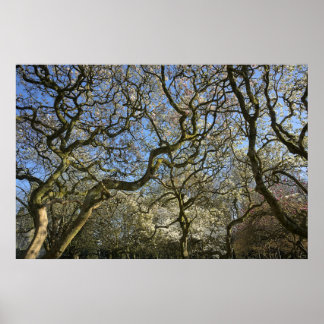 Magnolia bomen, takken en bloesem 03 poster
