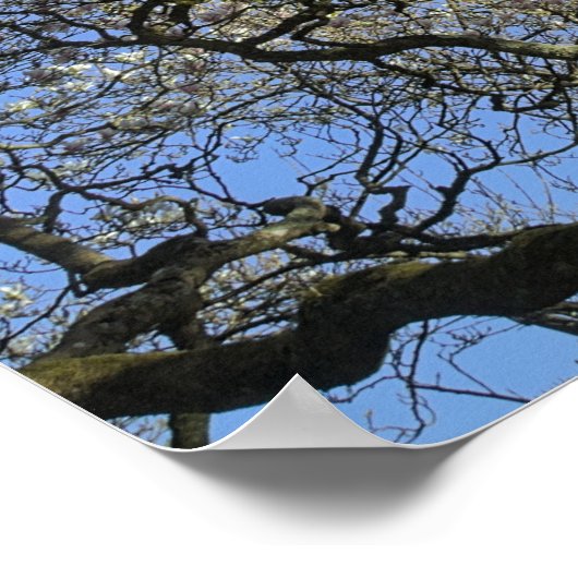 Magnolia bomen, takken en bloesem 04 poster (Hoek)