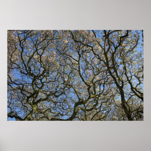 Magnolia bomen, takken en bloesem 04 poster