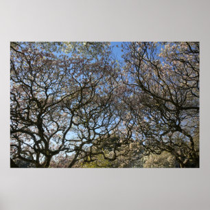 Magnolia bomen, takken en bloesem 05 poster