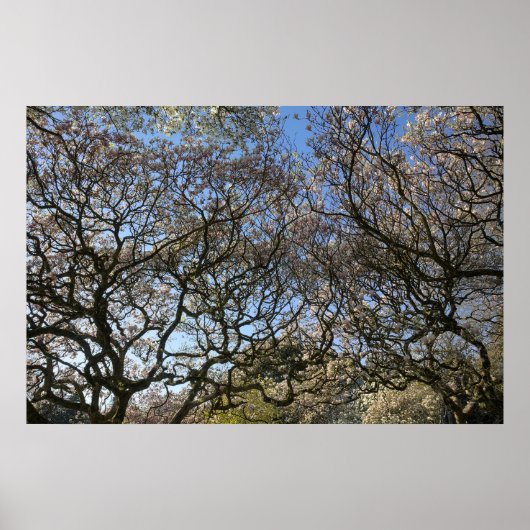 Magnolia bomen, takken en bloesem 05 poster (Voorkant)