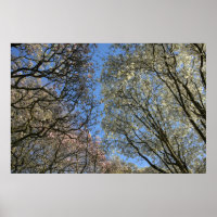 Magnolia bomen, takken en bloesem