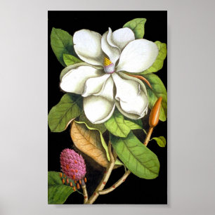  Magnolia Botanical Poster