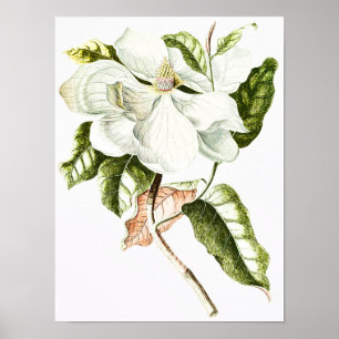  Magnolia Botanische Illustratie Poster
