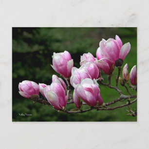 Magnolia Branch Briefkaart