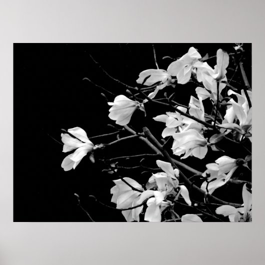Magnolia Branches Art Poster (Voorkant)